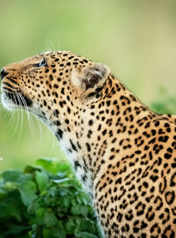 a beautiful wildlife in the world 2026 03 19 01 51 25 utc