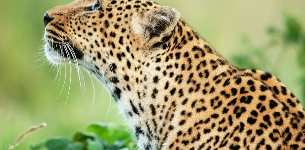 a beautiful wildlife in the world 2026 03 19 01 51 25 utc